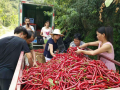 陕西石泉县发展订单辣椒种植促进村民增收 ()