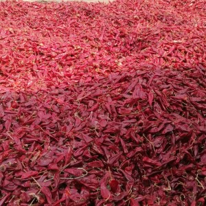 北京红大量供应