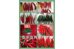 濮阳久赤农业供应各种高辣辣椒