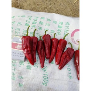 北京红干辣椒大量出售