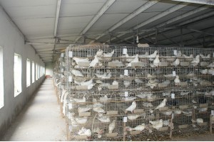 镀锌养殖场鸽笼，养殖鸽笼-双柏丝网