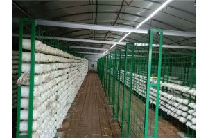 厂家供应食用菌网格架绿色焊接食用菌网格架
