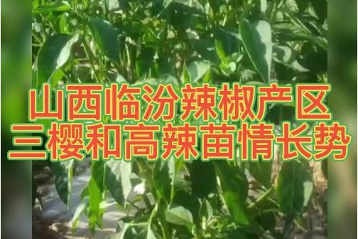 2022年6月山西临汾辣椒产区三樱和高辣苗情长势 ()