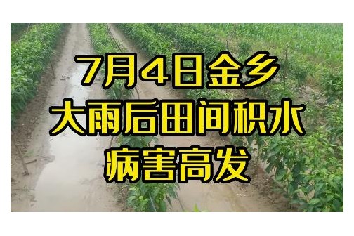 7月4日金乡大雨后田间积水病害高发 ()