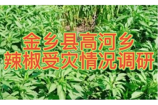 7月9日金乡县高河乡辣椒受灾情况调研 ()