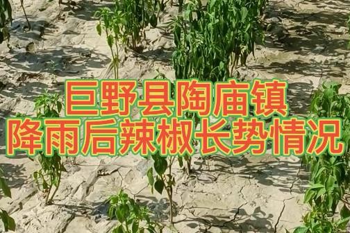 7月9日巨野县陶庙镇降雨后辣椒长势情况 ()