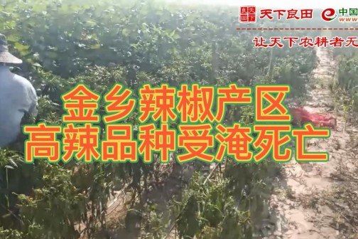 7月25日金乡辣椒产区高辣品种受淹死亡 ()