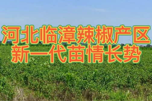 河北临漳辣椒产区新一代苗情长势 ()