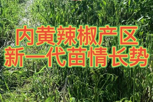 内黄辣椒产区新一代苗情长势 ()