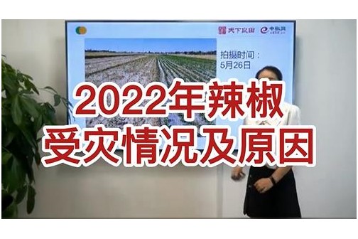 2022年辣椒受灾情况及原因 ()