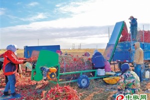 内蒙开鲁：红干椒产业更“红火” ()