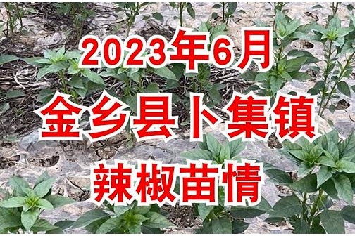 2023年6月金乡县卜集镇辣椒苗情 ()