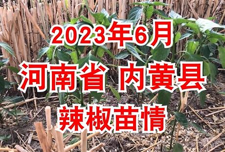 2023年6月河南省内黄县辣椒苗情 ()
