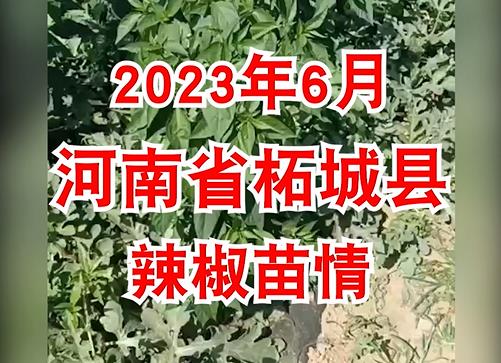 2023年6月河南省柘城县辣椒苗情 ()