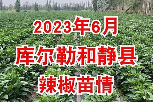 2023年6月库尔勒和静县辣椒苗情 ()