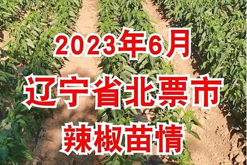 2023年6月辽宁省北票市辣椒苗情 ()