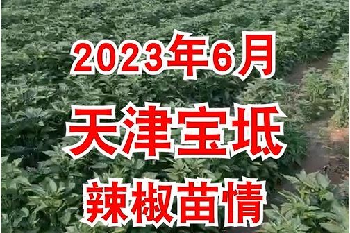 2023年6月天津宝坻辣椒苗情 ()