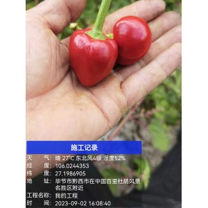 草莓椒出售