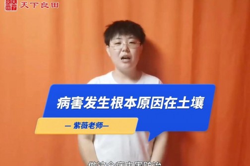 病害发生根本原因在土壤