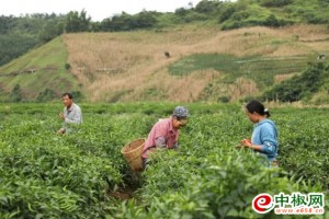 普洱墨江：火红辣椒迎丰收