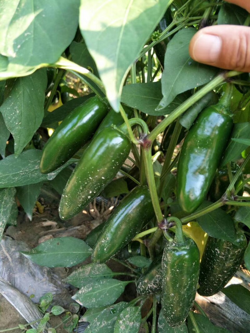 本公司大量售卖墨西哥港椒