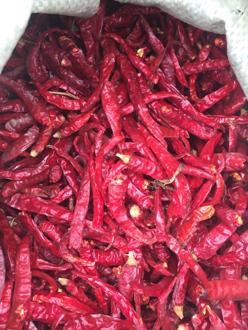 辣椒购销频道_中国辣椒网