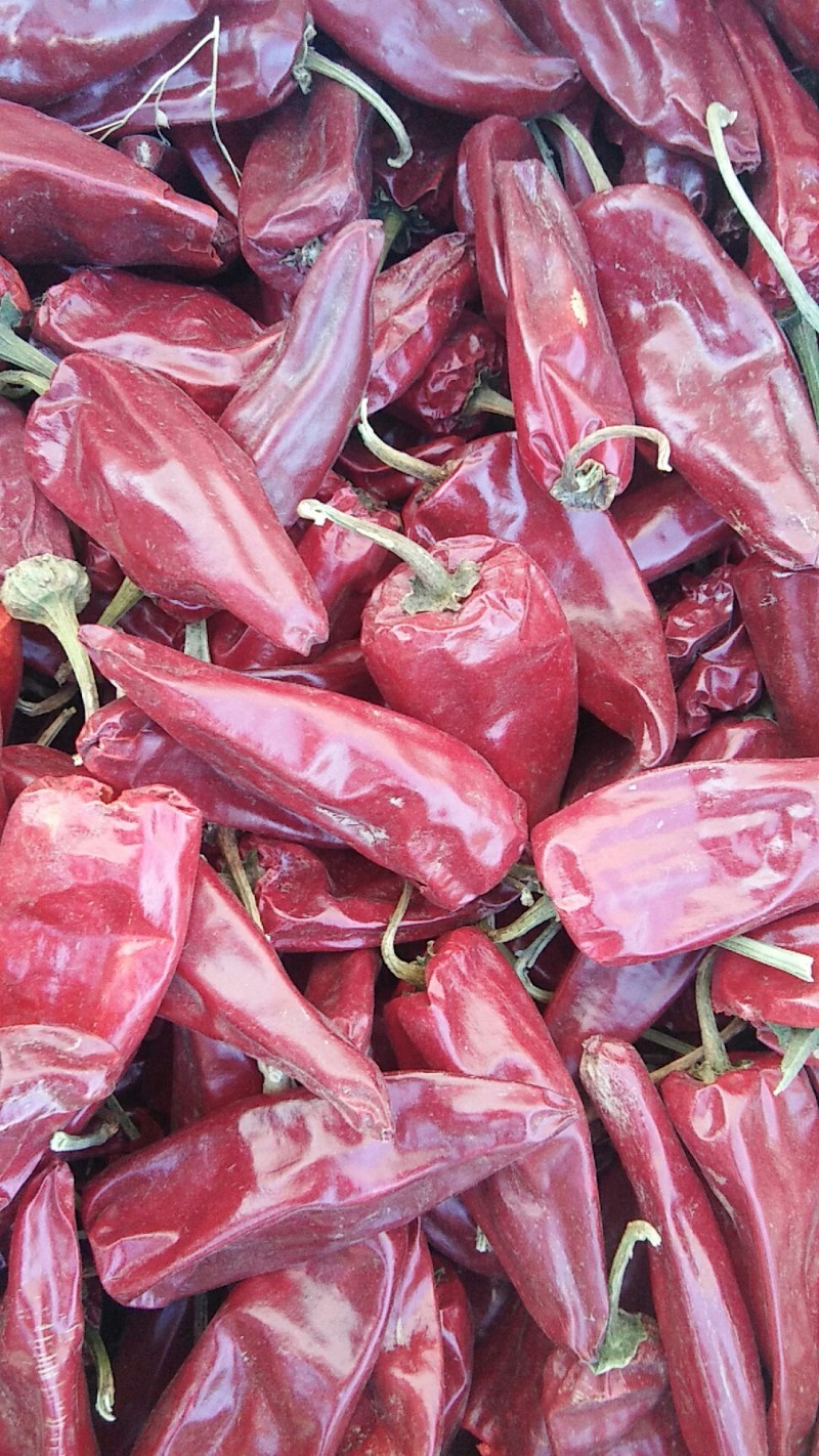 北京红,千斤红,鲁红系列辣椒