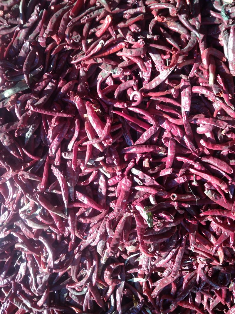 本人辣椒基地有大量六寸红辣椒出售