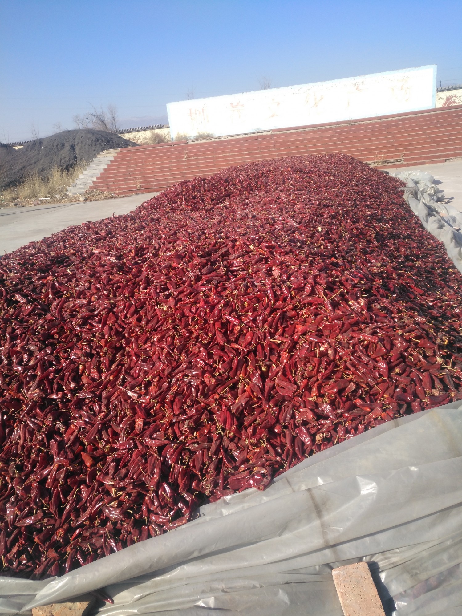 本地大量北京红辣椒上市