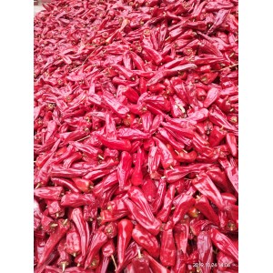 北京红辣椒