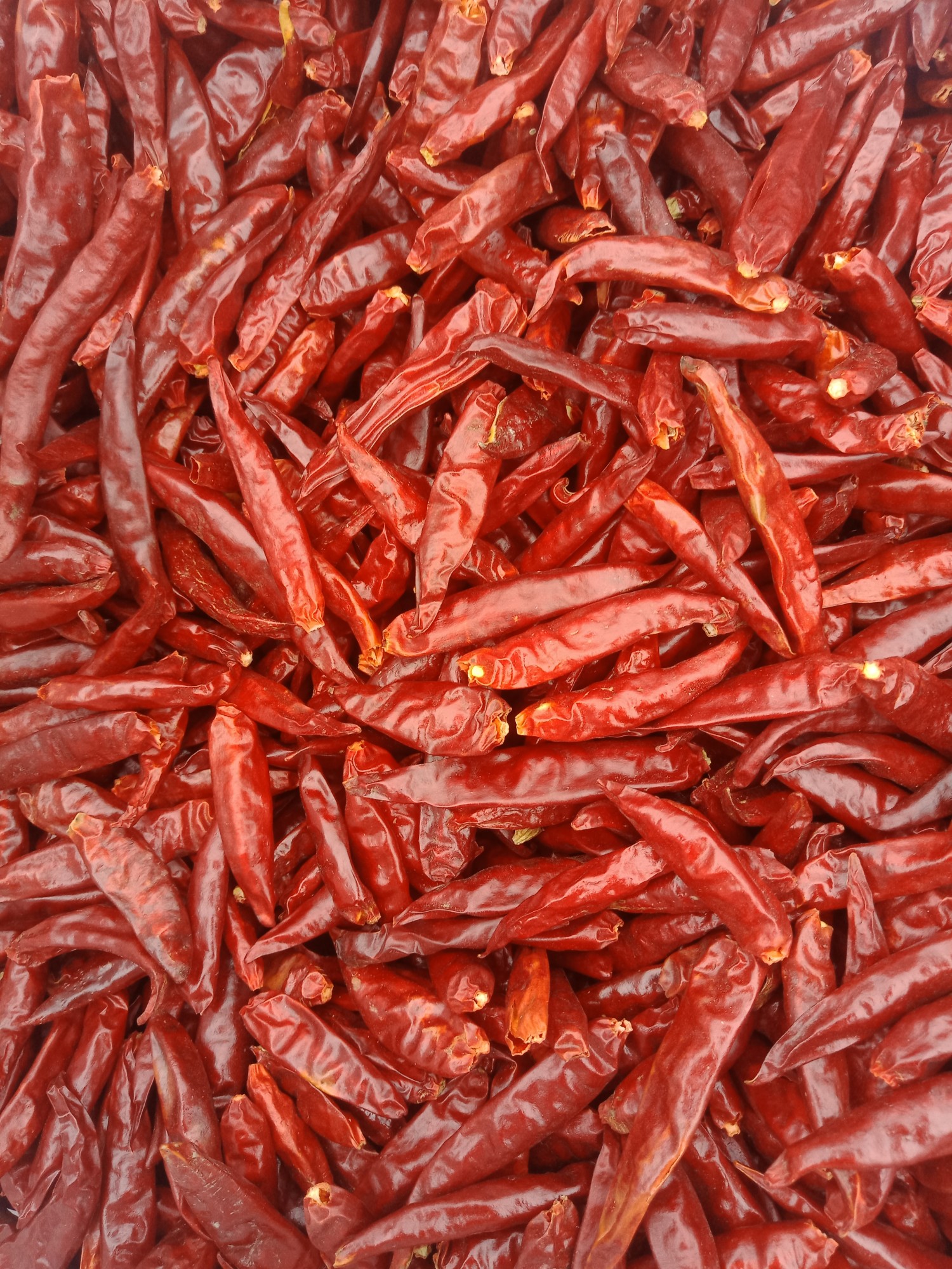 出售辽宁法库红辣椒王辣椒