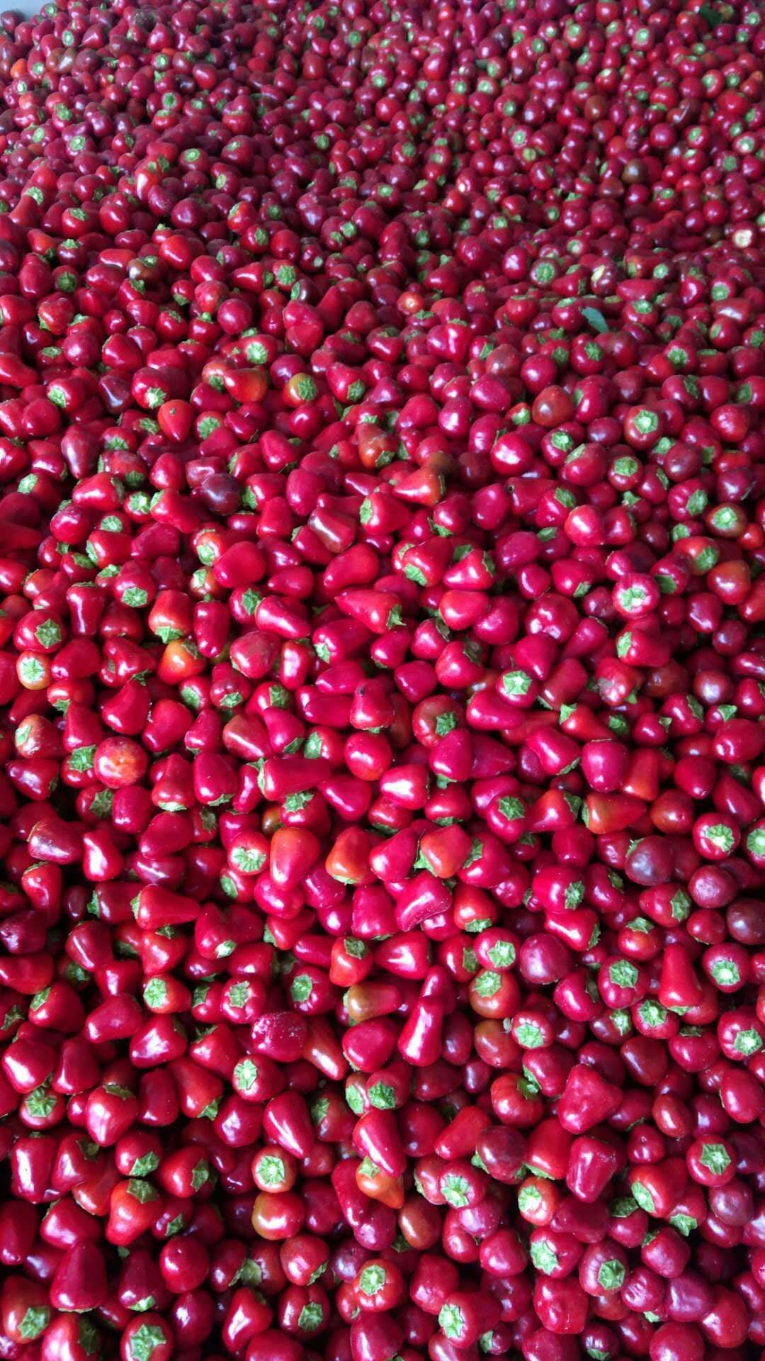 本人大量供应草莓椒|18438086518|鲜辣椒价格行情