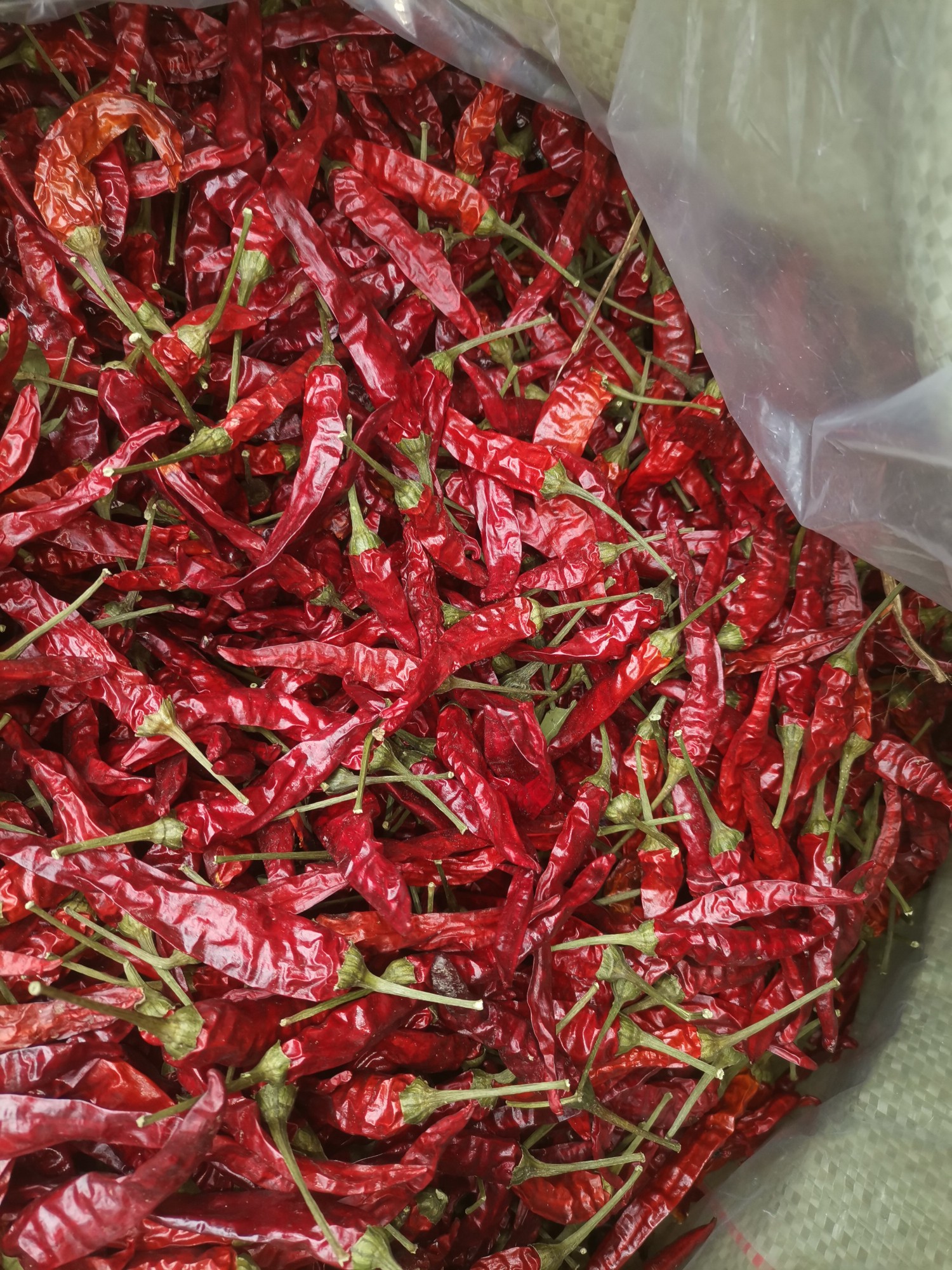 带把高辣819.20年出炕辣椒