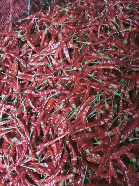 带把高辣819.20年出炕辣椒