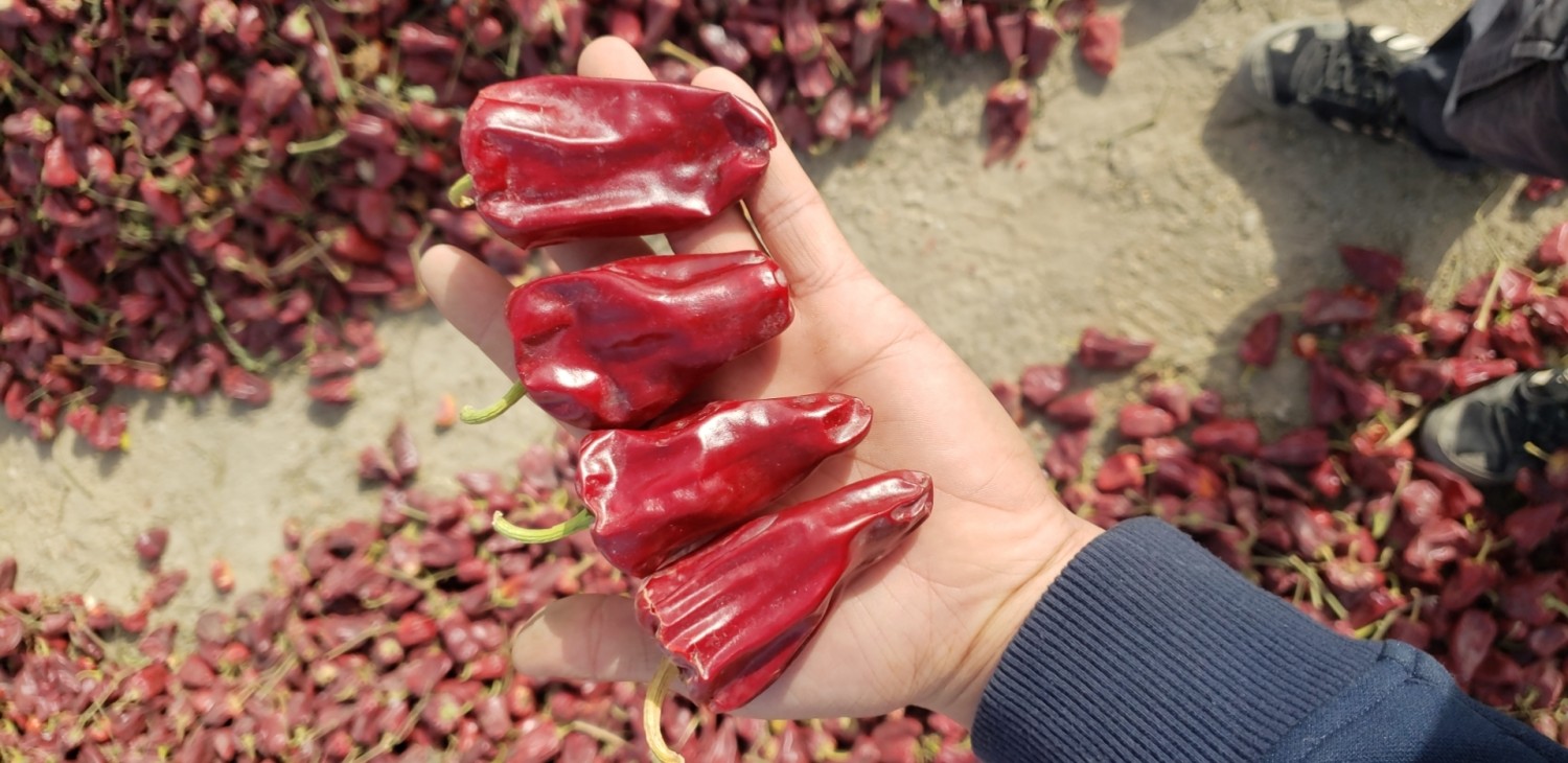 出售干椒,红龙12|18099778154|辣椒干价格行情