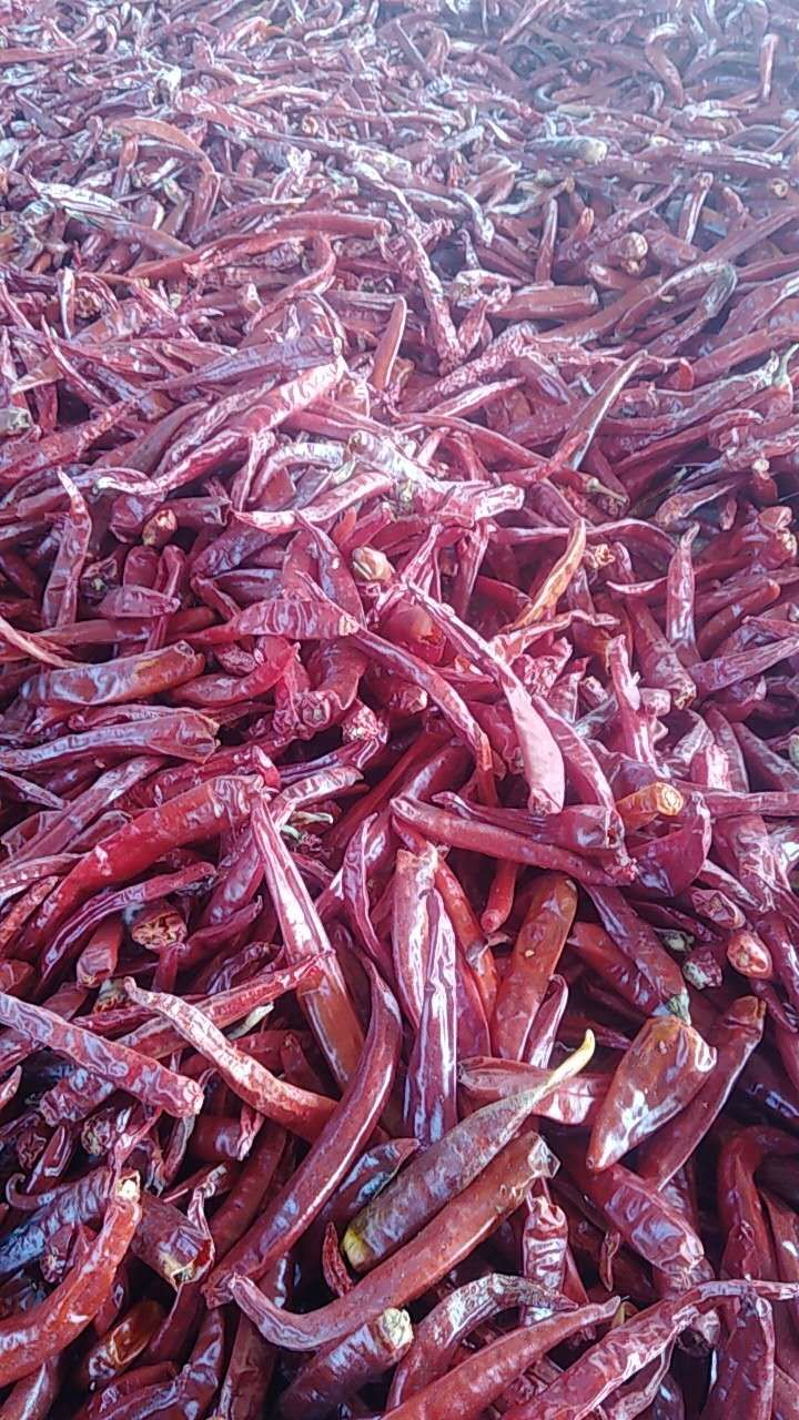 大量北京红,六寸红上市了|13546095552|辣椒干价格行情