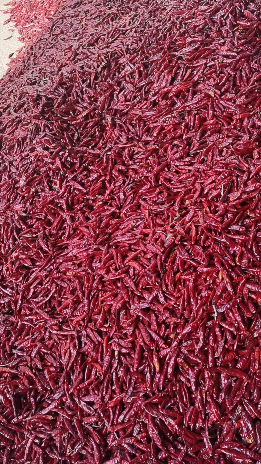 辣椒购销频道_中椒网