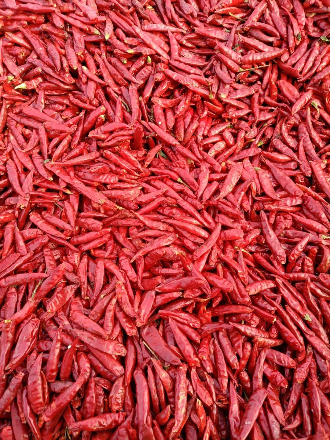 九成半以上三樱八号|15655893999|辣椒干价格行情
