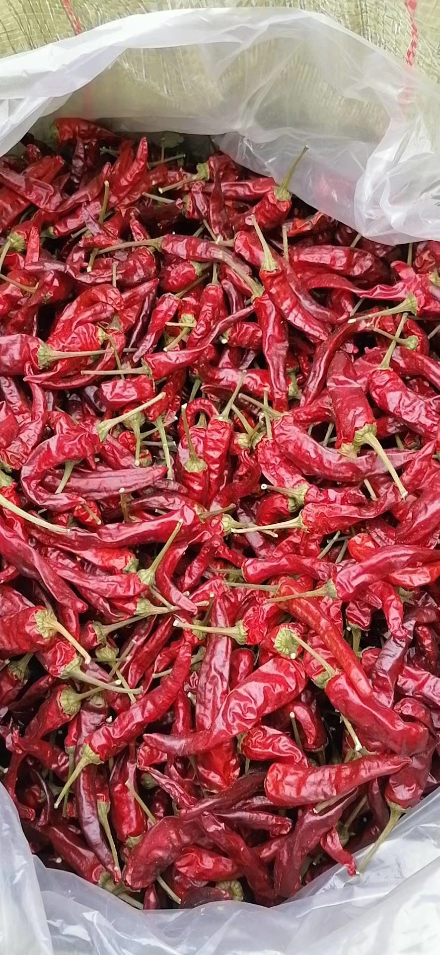 带把高辣819.20年出炕辣椒