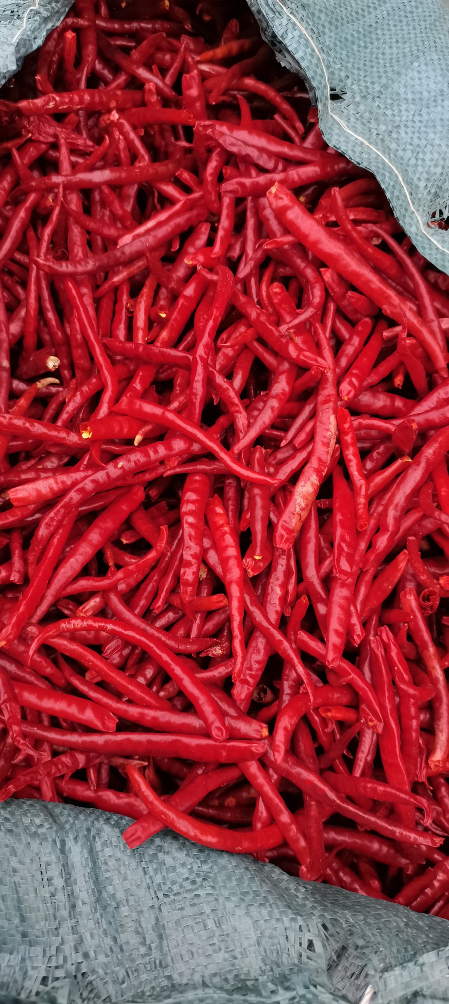 云南丘北辣椒大量上市