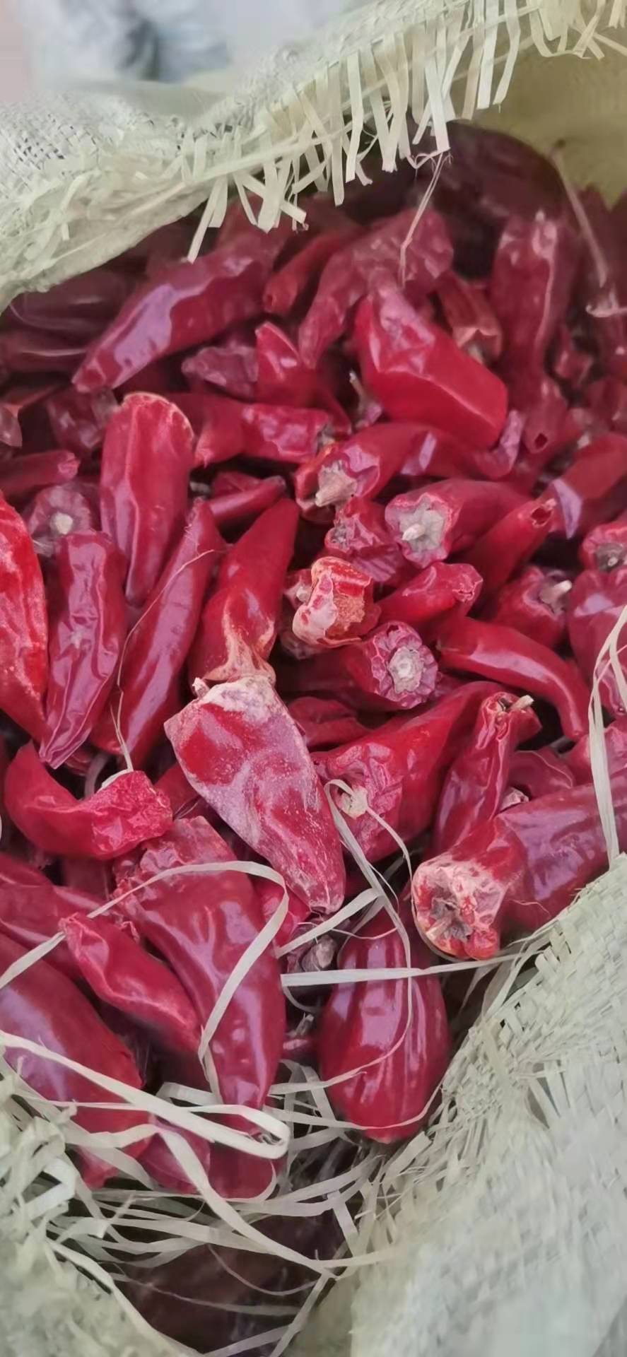 大量北京红油椒
