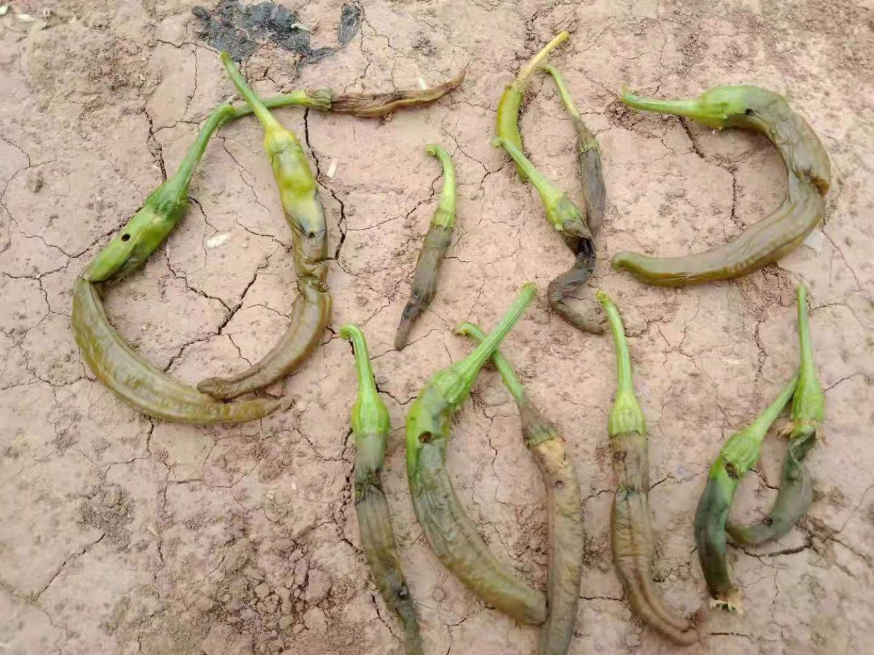 烟青虫:辣椒钻心虫即烟青虫的防治