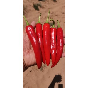 5000亩韩国巨红辣椒出售