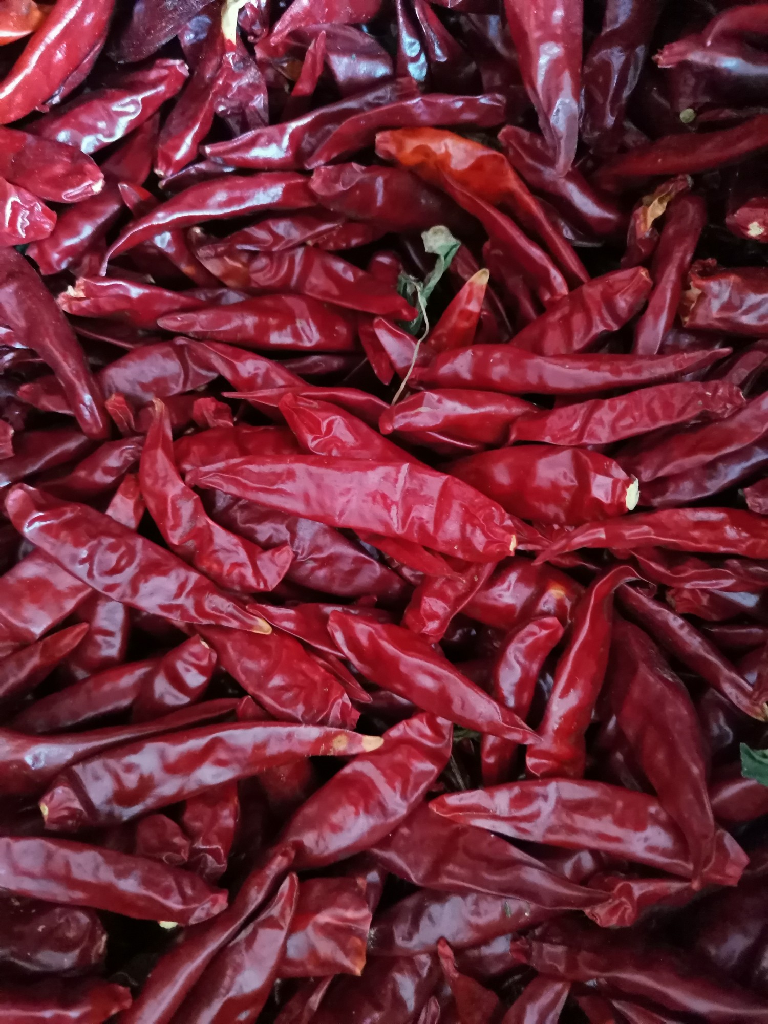 辣椒卖货_购销频道_中椒网