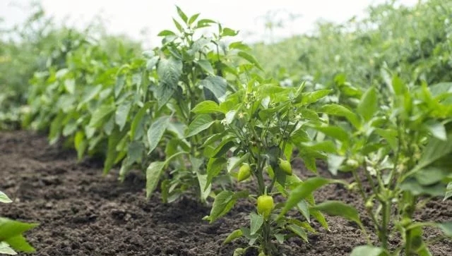 露地栽培辣椒种植技术及田间管理要点