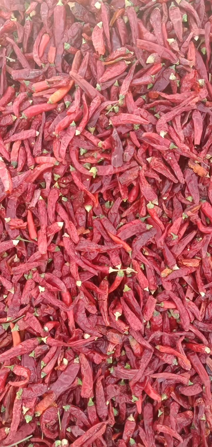 新疆干辣椒高辣819大量上市