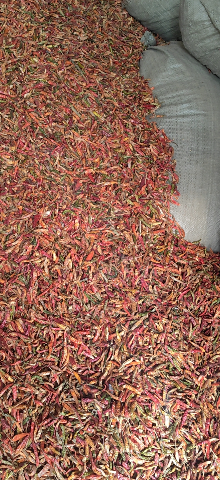 中椒网_辣椒价格,辣椒行情,辣椒供求等信息平台.