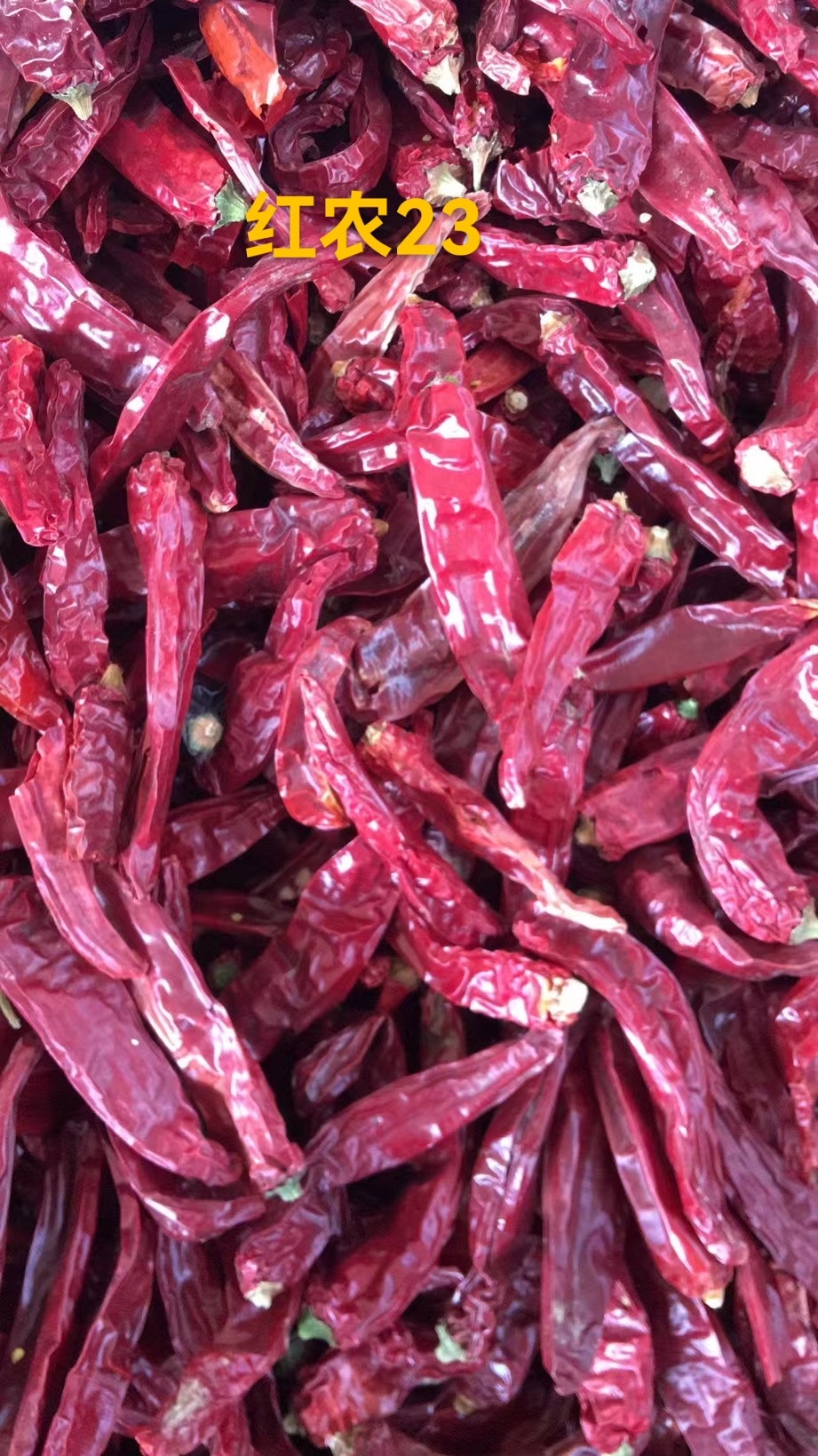 中椒网_辣椒价格,辣椒行情,辣椒供求等信息平台.