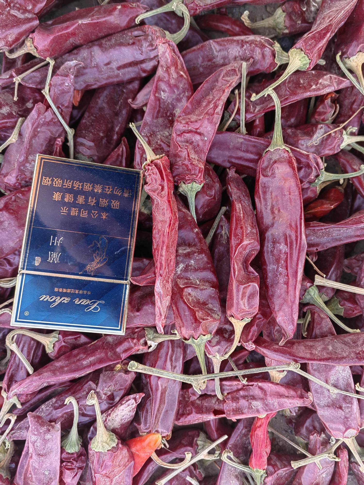 天椒红冠[11-16]美国红 红元 红农23精品剪巴椒