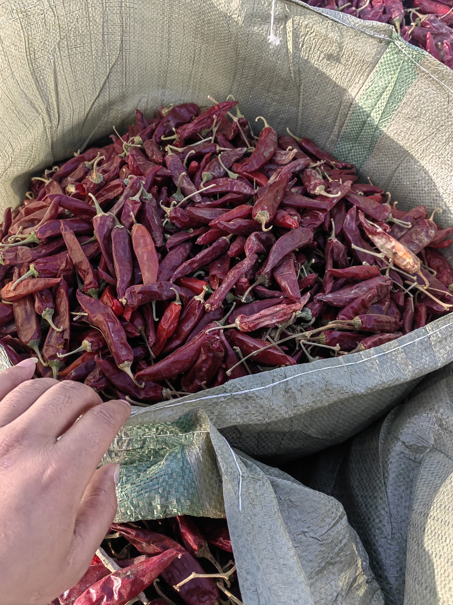 中椒网_辣椒价格,辣椒行情,辣椒供求等信息平台.